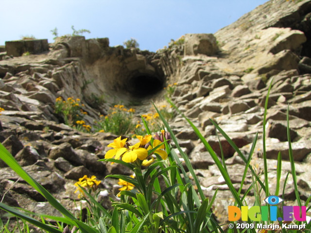 SX05490 Closeup of yellow wallflowers growing on castle wall